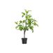 House Doctor kunstplant Fig