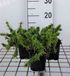 GRDplanten Vlambloem 6x Phlox 'Calvides White' Wit Half-schaduw 9x9 cm pot