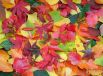 Grafika Puzzle Feuilles d'Automne - 2000 pièces