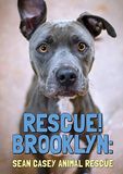 Movie Rescue! Brooklyn (DVD) (Import geen NL ondertiteling)