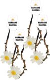 Fiestas Haarband met bloem - Wit