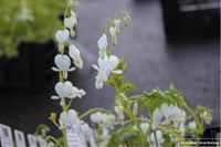 GRDplanten Groendecor Tuinarchitectuur 6x Gebroken Hartje - Dicentra Spectabilis 'Alba' | 9x9 cm pot