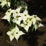 Arborix BV Cornus Kousa 'Milky Way' - Japanse kornoelje - 50-60 cm pot