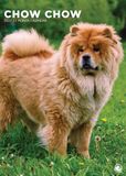 CalendarsRUs Chow Chow A3 Kalender 2027