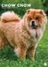 CalendarsRUs Chow Chow A3 Kalender 2027