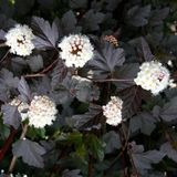 Arborix Physocarpus Opulifolius 'Red Baron' - Blaasspiraea 30-40 cm in pot