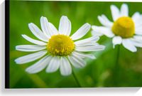 Merkloos / Sans marque Canvas Madeliefje Bloemen in een Grasveld - 60x40 cm Foto op Canvas Schilderij