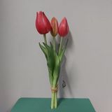 Erutan avon Nova Nature Holland tulp bundel Sally x3 25cm rood