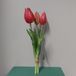 Erutan avon Nova Nature Holland tulp bundel Sally x3 25cm rood