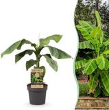 boutiQ Bananier du Japon - Musa Basjoo - Plante fruitière rustique - Pot 21cm - Hauteur 70-90cm