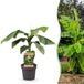 boutiQ Bananier du Japon - Musa Basjoo - Plante fruitière rustique - Pot 21cm - Hauteur 70-90cm