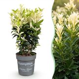 KH Bloembollen Green boutiQ - 40x Euonymus japonica Paloma Blanca - Kardinaalsmuts - Haagplanten - Groenblijvend - Groen - Wit - Pot 9cm - Hoogte 20-30cm