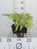 GRDplanten Groendecor Tuinarchitectuur 6x Funkia - Hosta sieb. 'Frances Williams' | 9x9 cm pot