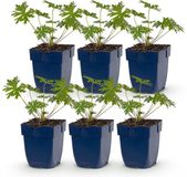 Plantenboetiek.nl Geranium Johnson's Blue