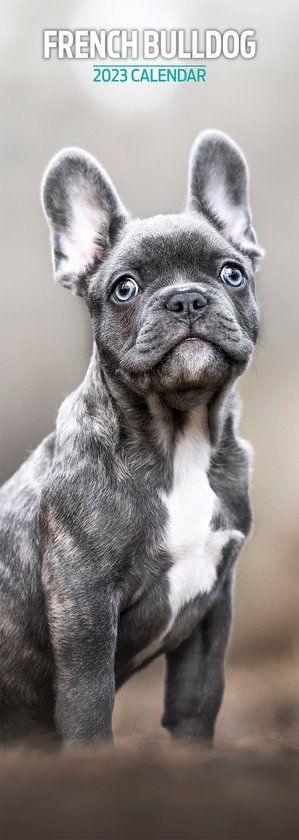 Magnet & Steel Franse Bulldog Kalender 2023 Slimline - Wandkalender - 1 jaar - 15 x 42 cm