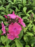 GRDplanten Vlamboem 6x Phlox 'Rijnstroom' | 9x9 cm pot