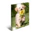 HERMA 19327 Mappen Polypropyleen (PP) Multi