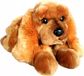 Dubi Chien d'eau espagnol, 62 cm