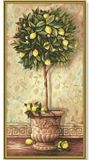 Schipper Citrus Limonum