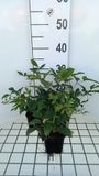 GRDplanten Groendecor Tuinarchitectuur 6x Prachtspirea - Astilbe (a) 'Anita Pfeifer' | 9x9 cm pot