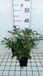GRDplanten Groendecor Tuinarchitectuur 6x Prachtspirea - Astilbe (a) 'Anita Pfeifer' | 9x9 cm pot
