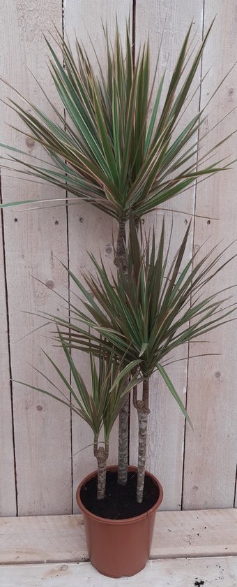 Warentuin Natuurlijk Kamerplant Dracaena Marginata