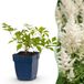Green boutiQ Astilbe Pluimspirea Wit 24 Planten Pot 11cm Schaduw 15-25cm