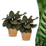 Green boutiQ Calathea Makoyana Pauwenplant - 2 Planten - Pot 12cm - Hoogte 25cm