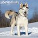 Avonside Siberian Husky Kalender 2027 Wandkalender
