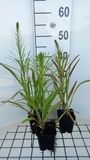 GRDplanten 6x Lampepoetser - Liatris spic. 'Floristan Violett' | 9x9 cm pot