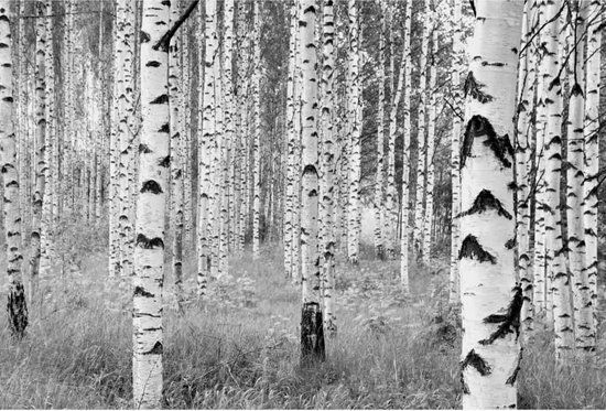 Fotobehangfactory Komar Fotobehang Woods - 368 x 254 cm - Vlies - Multi