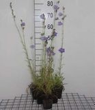 6x Campanula pers. 'Grandiflora Coerulea' | pot de 9x9 cm