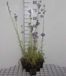 6x Campanula pers. 'Grandiflora Coerulea' | pot de 9x9 cm