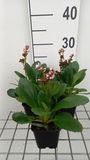 GRDplanten Bergenia 6x Schoenlappersplant - 'Dragonfly Angel Kiss'® | 9x9 cm pot