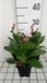 GRDplanten Bergenia 6x Schoenlappersplant - 'Dragonfly Angel Kiss'® | 9x9 cm pot