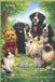 AN Independently Published An Unexpected Family Paperback