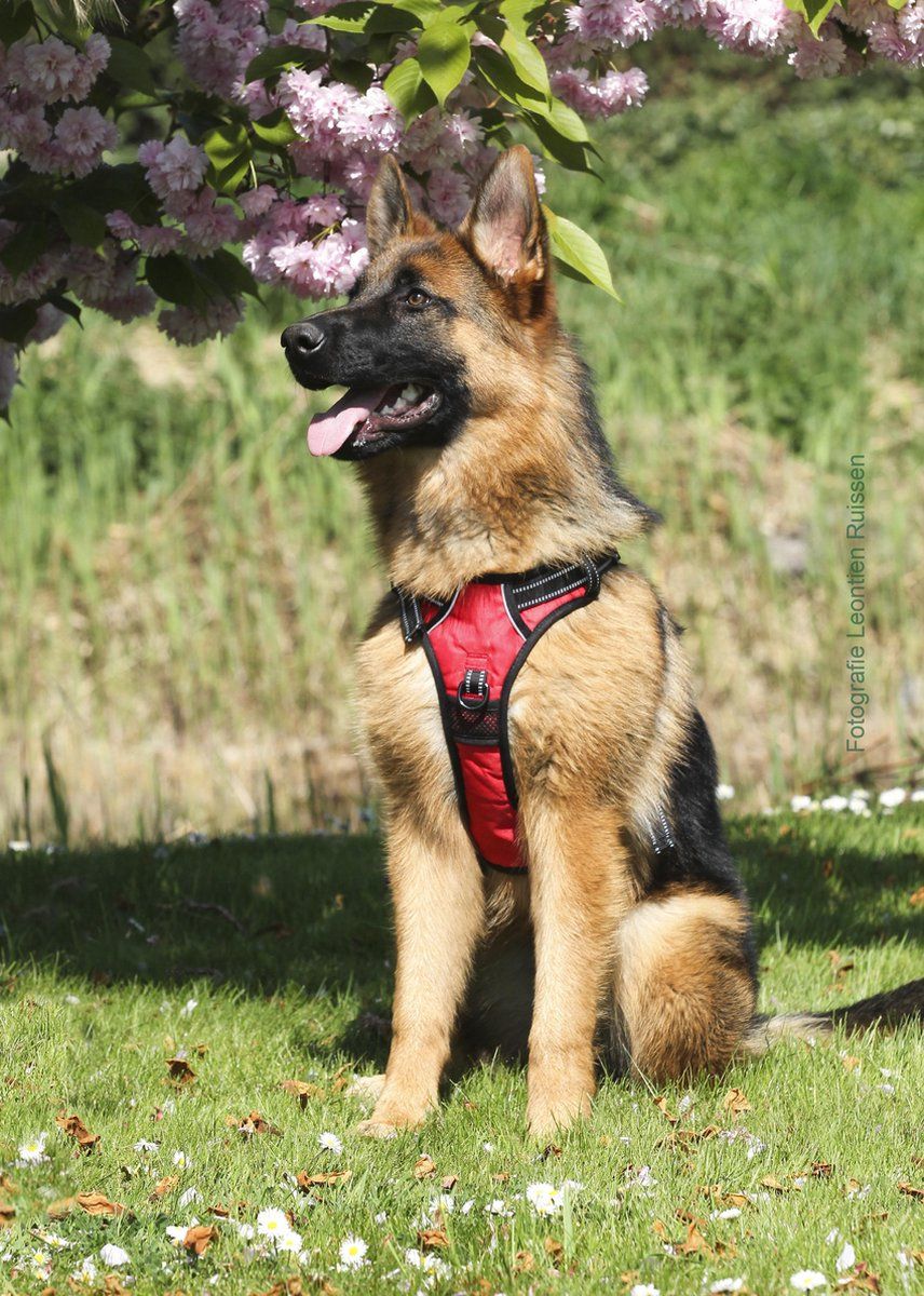 Frenkiez Reflective No Pull Dog Harness - Red - S
