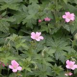 Arborix Bol 6 x Geranium Endressii - Ooievaarsbek pot 9x9cm - Langbloeiende Tuinplant