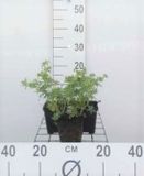 GRDplanten Groendecor Tuinarchitectuur 6x Ooievaarsbek - Geranium sang. 'Album' | 9x9 cm pot
