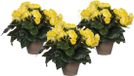 Mica Decorations Kunstplant Begonia Geel 30 cm - 3 Stuks