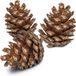 Back Zoo Nature Forest Pine Cones - Natuurlijk Speelgoed - 6 stuks
