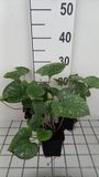GRDplanten Groendecor Tuinarchitectuur 6x Kaukasische vergeet-mij-nietje - Brunnera macr. 'Emerald Mist' | 9x9 cm pot
