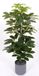 Oosterik Home Scheffelera arboricola 70 cm kunstplant