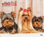 For Browntrout For the Love of Yorkshire Terriers 2027 14 X 24 Inch (Hanging) Monthly Deluxe Wall Calendar Foil Stamped Cover Plastic-Free