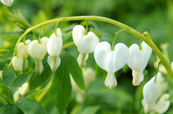 Griffioen Dicentra spectabilis Alba