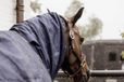 Kentucky Horsewear Nekstuk Waterdicht Paardendekenaccessoire Navy Classic Cob