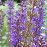 Arborix Bol 6 x Salvia Nemorosa 'Mainacht' - Salie pot 9x9cm