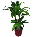 Leaf Design UK Kunstmatige Dracaena Plant met Zwarte Pot, Bont, 75cm