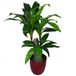 Leaf Design UK Kunstmatige Dracaena Plant met Zwarte Pot, Bont, 75cm