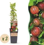 Green boutiQ - Fruitplant - Ribes uva-crispa Hinnonmäki Röd - Kruisbes - Winterhard - Rode Bes - 2 Planten - Pot 15cm - Hoogte 50cm